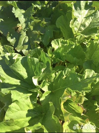 Ревень корень