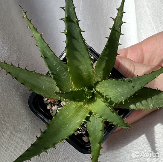 Суккулент взрослые эхиверия хавортия граптопеталум