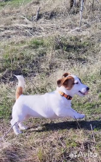 Джэк рассел
