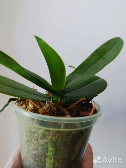 Орхидея Phal. Charming Chnow