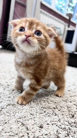 Шотландские котята