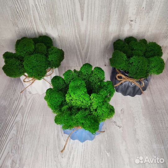 Горшочки со Мхом