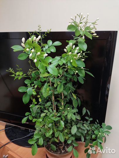 Мурайя,Замиокулькас черный,Спатифиллум Gemini и др