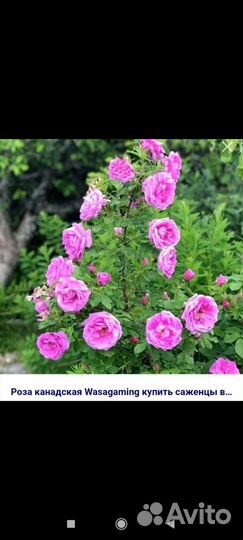 Канадские морозостойкие розы