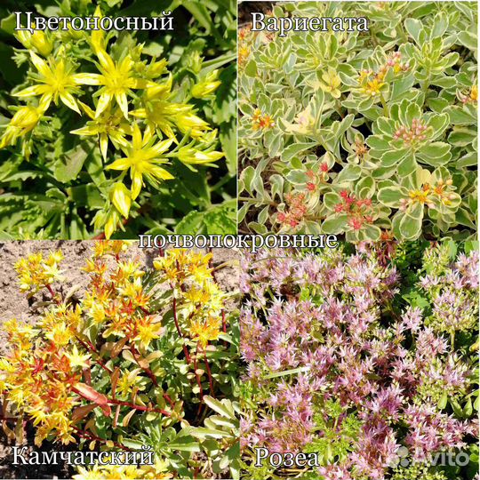 Суккуленты (очитки, седумы, юкка и др.) для сада