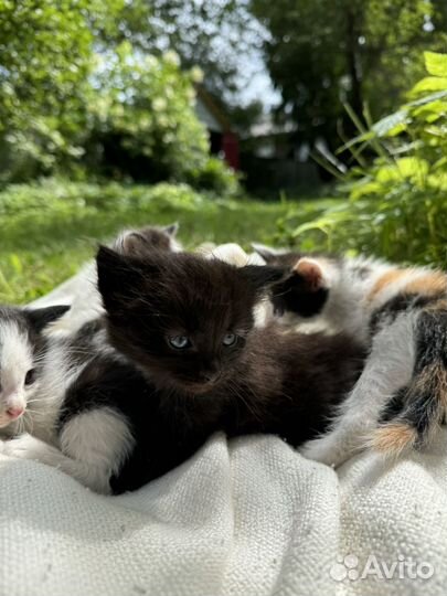 Отдам в добрые руки