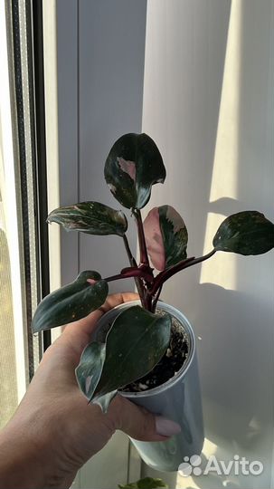 Филодендрон розовая принцесса
