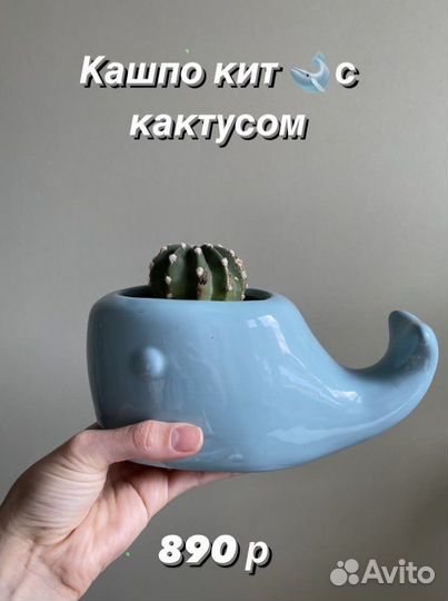 Эхинокактус Композиции из суккулентов