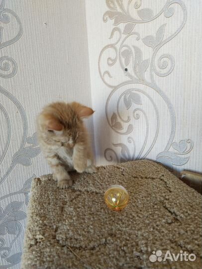 Кошки в добрые руки