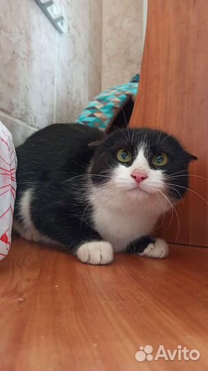 Кошки стерилизованные