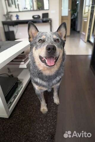 Вязка Хилер Австралийская пастушья собака