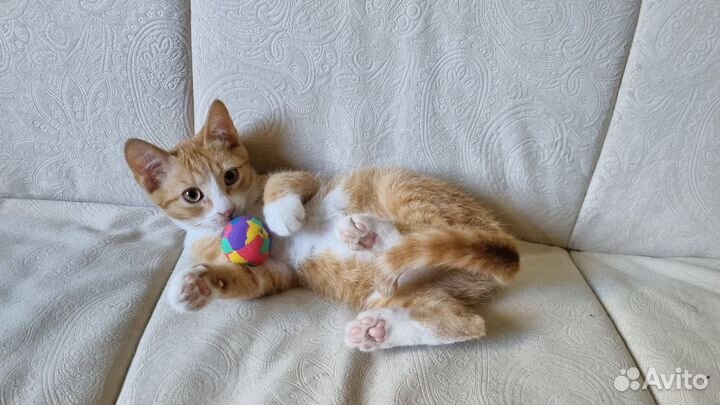 Рыжий котенок мальчик