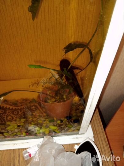 Аквариумные,сомы в народе называются,Коряжки