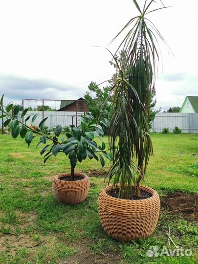 Кашпо для цветов