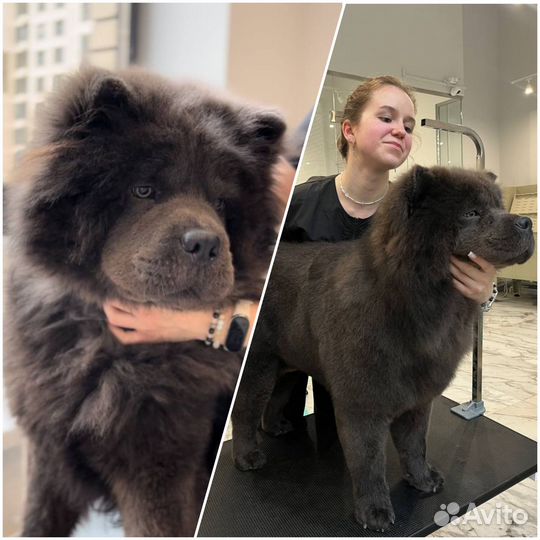 Груминг, чистка зубов