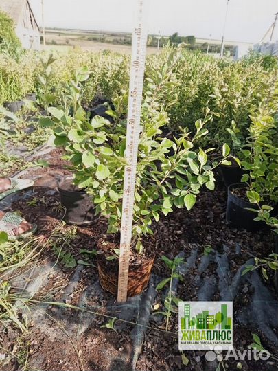 Кизильник блестящий с2-3, 40-60 см