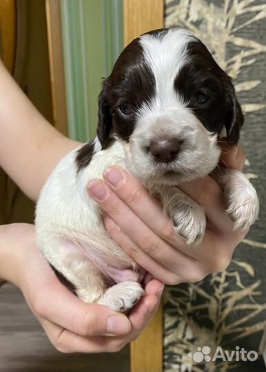 Щенки русского спаниеля