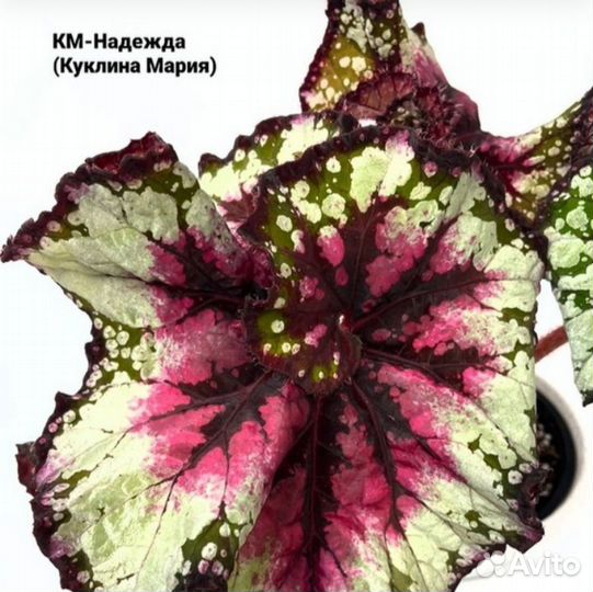 Новинки Сорта ел- км