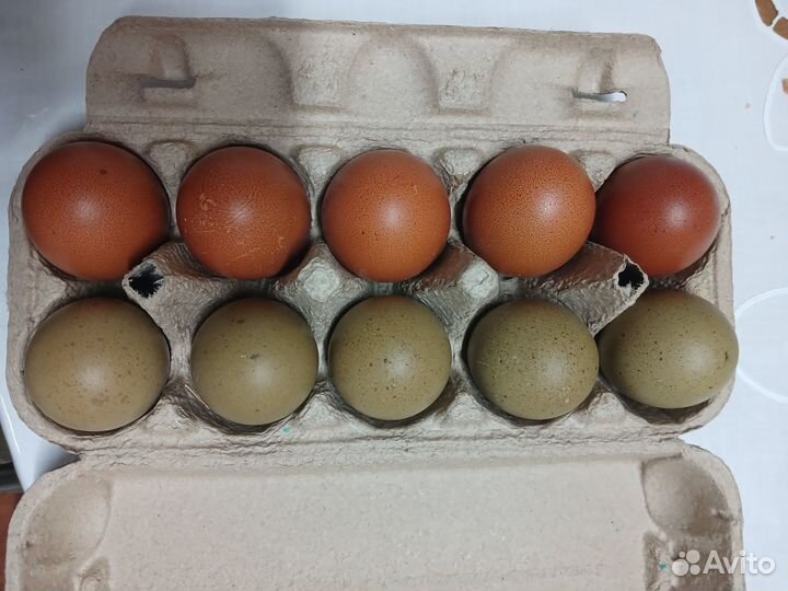 Яйца кур цветные на инкубацию