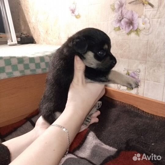 Щенята будут небольшие,мама хорошая охраница