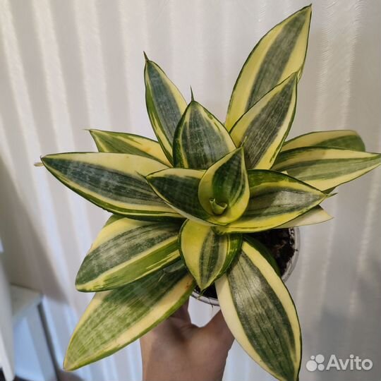 Комнатные растения