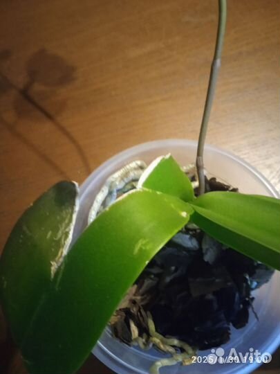 Орхидея фаленопсис