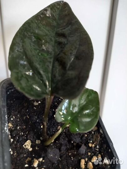 Алоказия полли сингониум