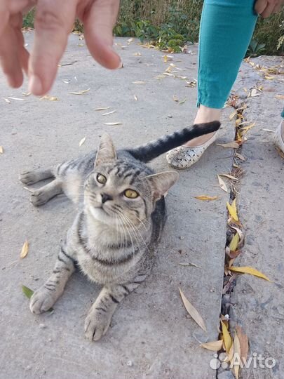 Котята в добрые руки бесплатно коты