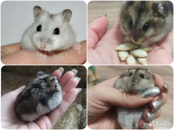 Хомячки Кэмпбелла