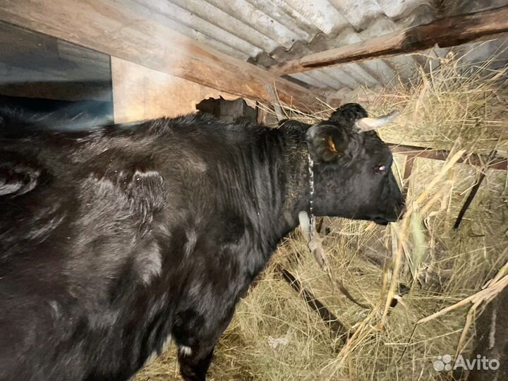 Продам телку