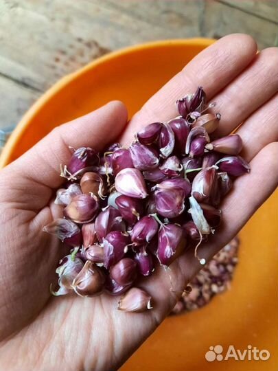 Семена (бульбочки), севок озимого чеснока Любаша