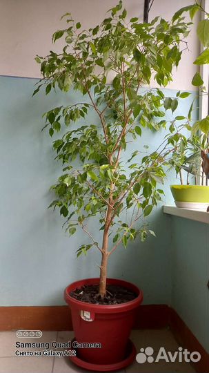 Фикус бенджамина большой