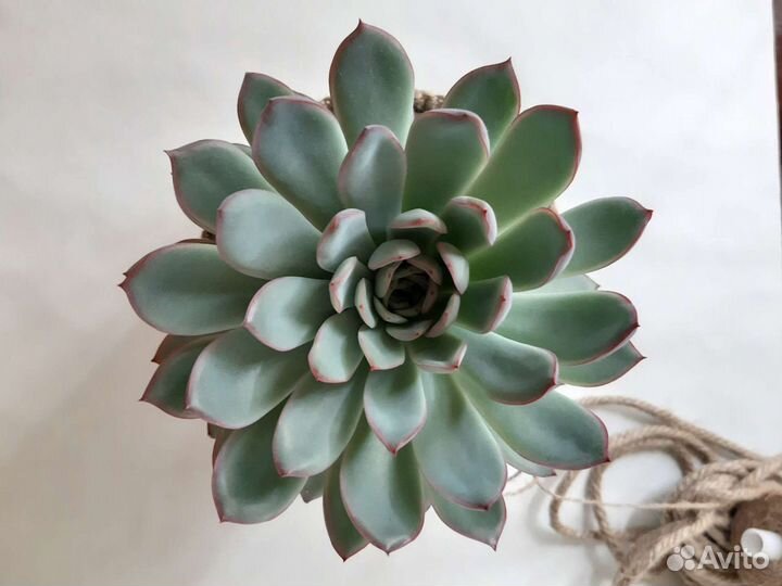 Суккулент Крассула Эхеверия Кактус