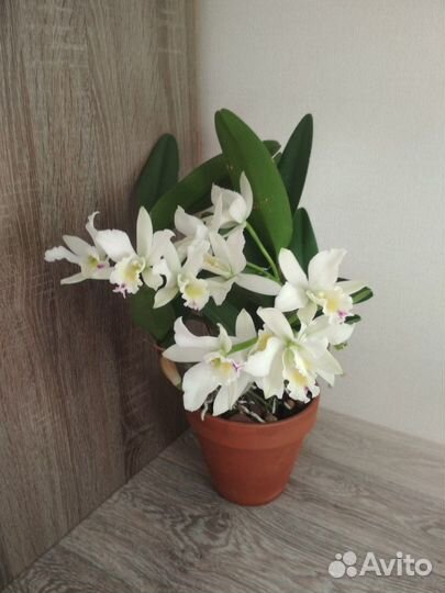 Каттлея белая