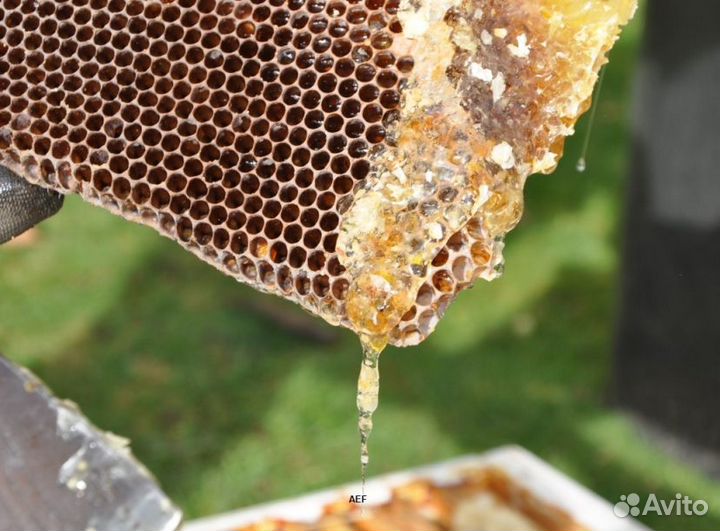 2024 Мёд натуральный из Алтая опт