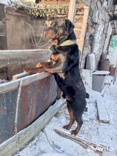 Вязка ротвейлера(мальчик)