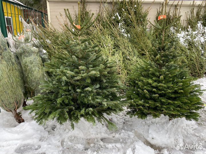 Елка новогодняя живая