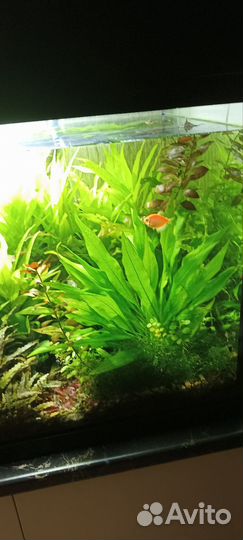 Растения для аквариума