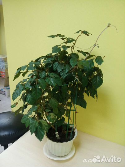 Цветок березка