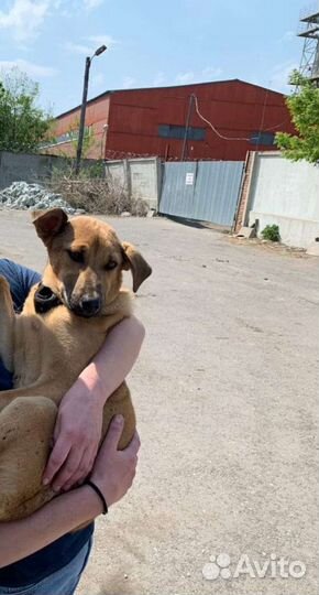 Собака в добрые руки