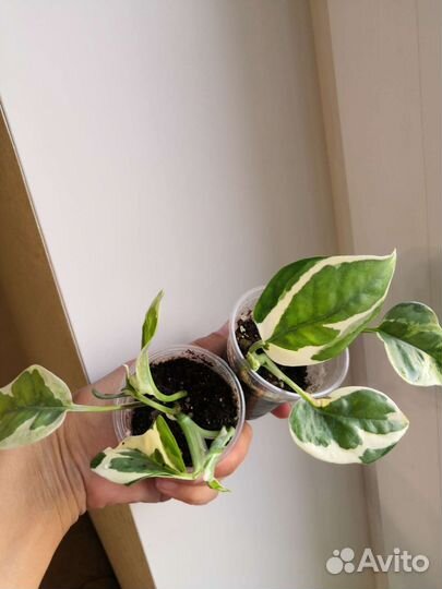 Рафидофора тетрасперма, монстера манки