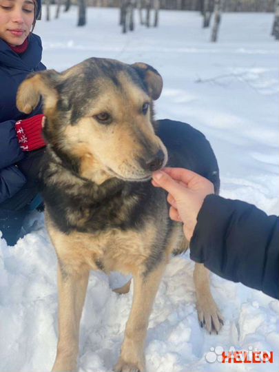 Собака в добрые руки