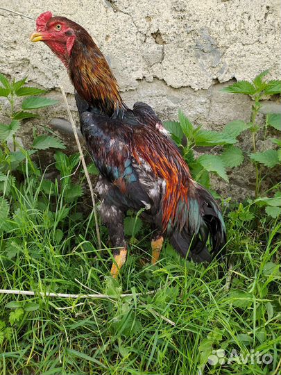 Бойцовые петухи