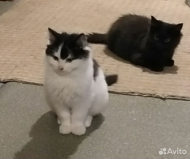 Пушистые котята в добрые руки