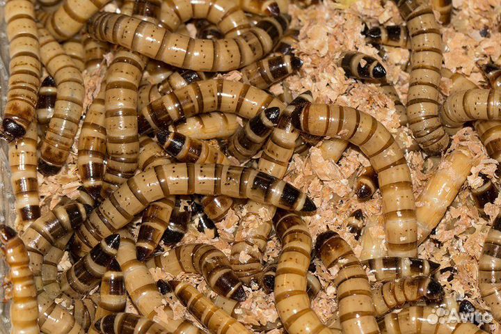 Кормовые насекомые