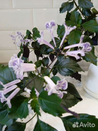 Плекрантус Mоna Lavender- Домашняя сирень