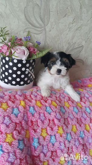 Бивер девочка Стелла и братик Сэм.С документами