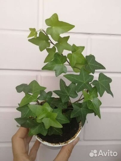 Плющ хедера