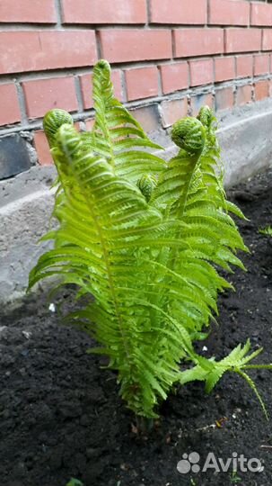 Папоротник