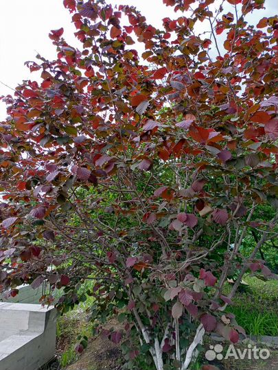 Лещина (орешник)